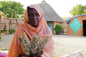 Sorghum was a main crop in Sudan and provided the country with a staple food. Now, agricultural land have turned into battlegrounds, while farms and businesses stand abandoned as people have fled for safety.