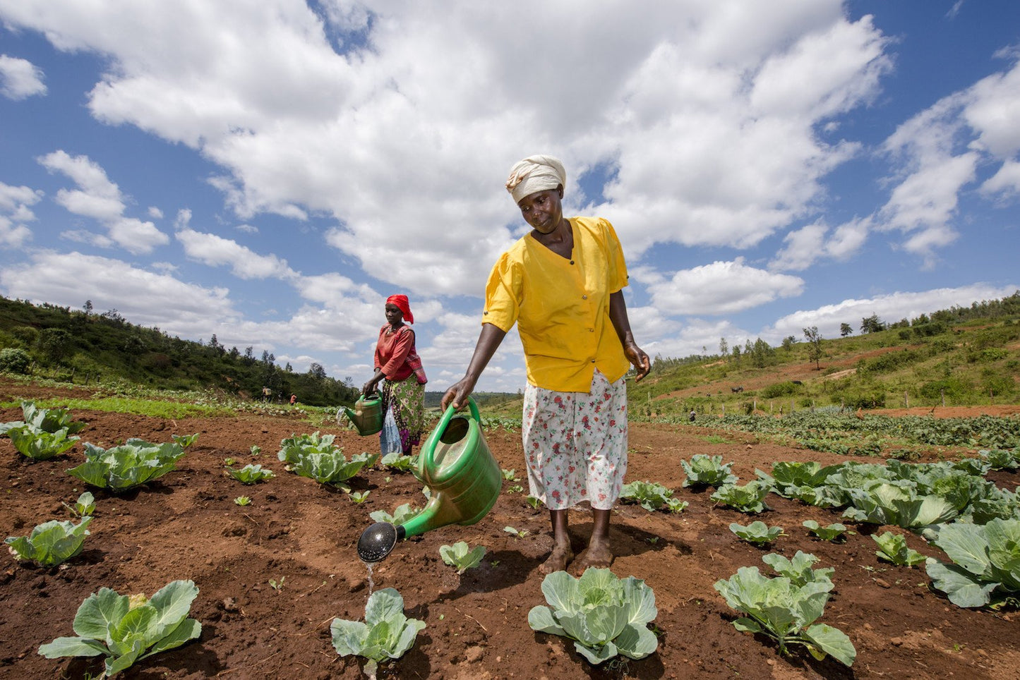 Vegetable Seeds (30 acres)